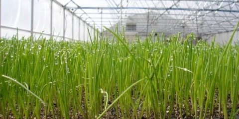 Kako uzgajati zeleni luk u stakleniku zimi